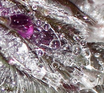  Night drops, 3-29-2017 053