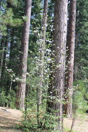 20 web, McCloud River, 5-11-2013 291