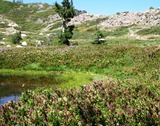 Heart Lake,  6 web,  8-23-'10 094
