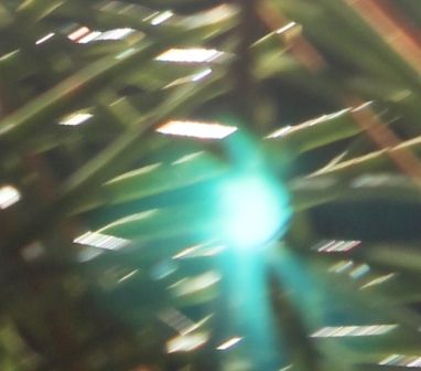 24 web, Wild Forest, 12-25-2013 344