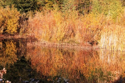 Sisson Meadow Parlk, 10-29-2014 171