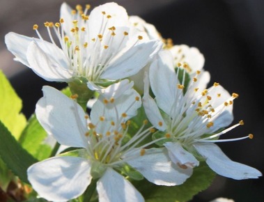SBI Garden 4-26-2018 113