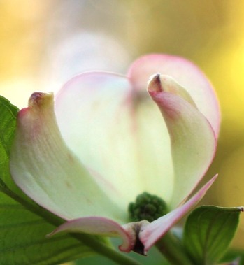 8 doc. SBI Garden flowers, 5-19-2018 054