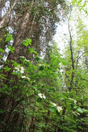 85 web,  McCloud River, 5-24-2013 538