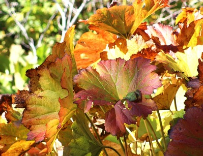 IMG_8710(2)