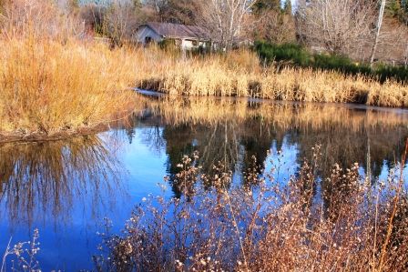 Sisson Meadow Park, 31 web, 12-17-'11, IMG_5972