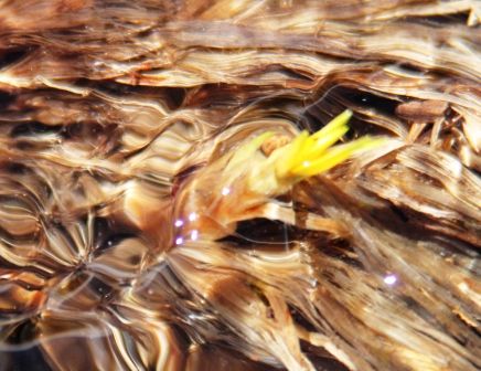 61 web, 6-22-'12, IMG_6675