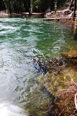 McCloud River 4-15-2017 409