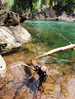 McCloud River 4-15-2017 380