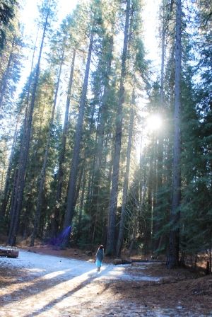 5 web, Wild Forest, 12-25-2013 112