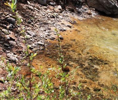 McCloud River, 11 web, 5-20-'12, IMG_7069