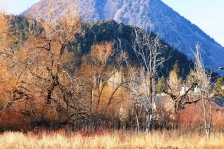 Sisson Meadow Park, 10 web, 12-17-'11, MG_5910