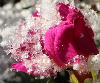 Morning snow, 2-22-2017 202