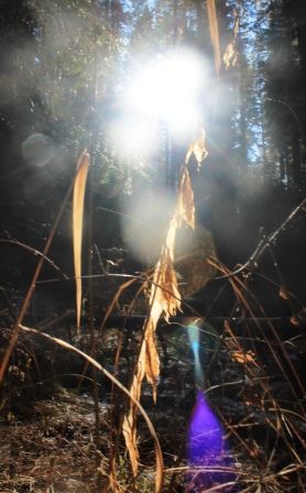 14 web, Wild Forest, 12-25-2013 320
