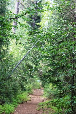 86 web,  McCloud River, 5-24-2013 540
