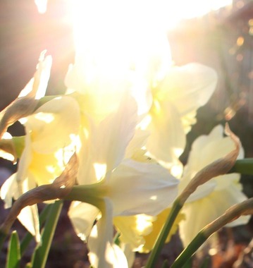 CC & Morning Sun, 3-29-2016 365