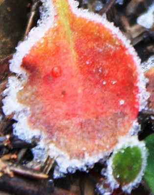 CC, 12-27-2014 213 - Copy