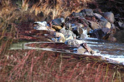 IMG_0358(1)