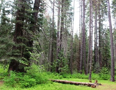  Wild Forest, 5-24-2016 049