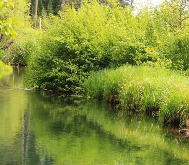 100 web, McCloud River, 5-24-2013 590