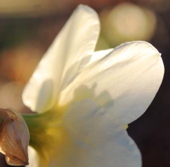 3 web, Garden, , 3-19-2014 059