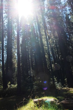 2 doc. McCloud Falls, 9-15-2018 173 - Copy