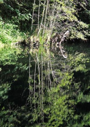 Lake Siskyou, 2 web, 8-26-'11, IMG_4123