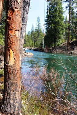 McCloud River 4-15-2017 307