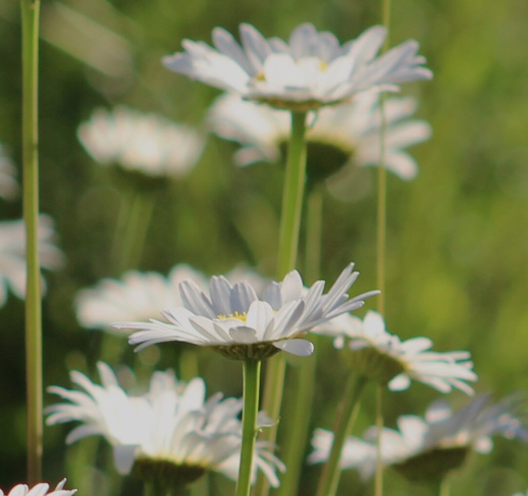 森に咲くシャスタデイジーの花 シャスタ便り