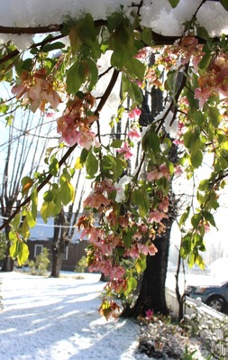 IMG_1665(3)