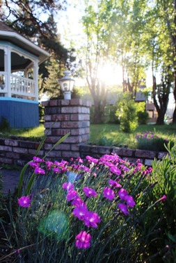 Garden, 5-22-2017 079