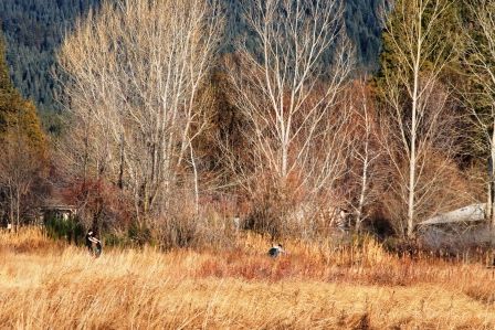 Sisson Meadow Park, 8 web, 12-17-'11, IMG_5905