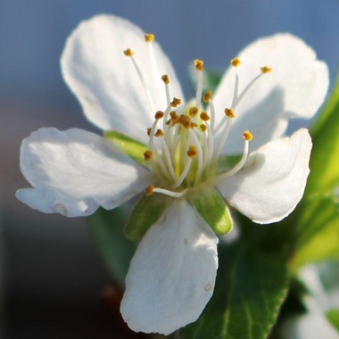 SBI Garden 4-26-2018 101