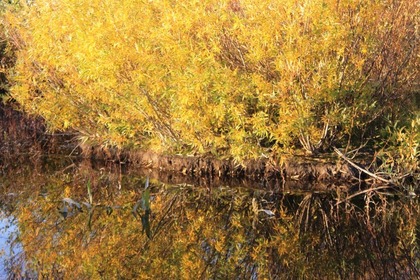  Sisson Meadow Parlk, 10-29-2014 208