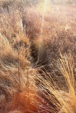 Sisson Meadow Park, 13 web, 12-17-'11, IMG_5918