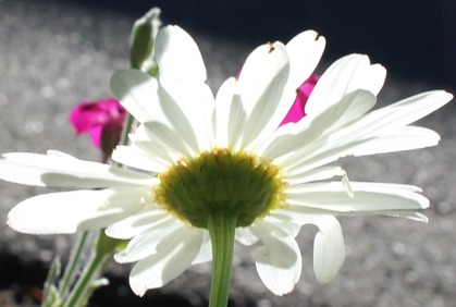 SBI Garden, 6-23-2016 016