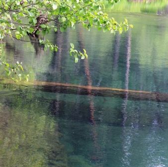 98 web,  McCloud River, 5-24-2013 586