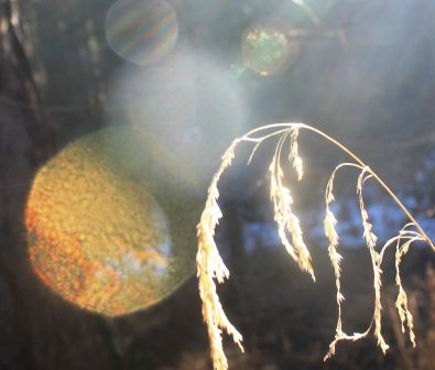 17 web, Wild Forest, 12-25-2013 330