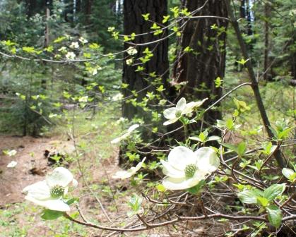 18 web, McCloud River, 5-11-2013 099
