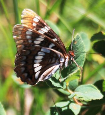 18 web, IMG_7609