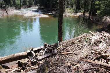 McCloud River 4-15-2017 276