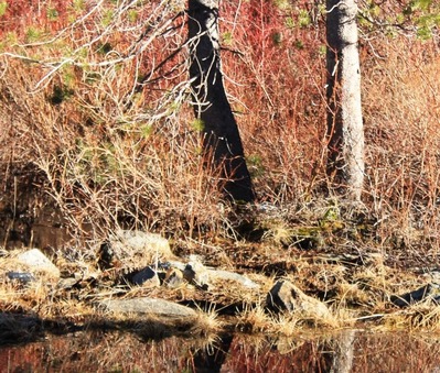 Castle Lake, 1-24-2015 089