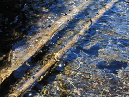 3 web, 7-22-'12, IMG_7510