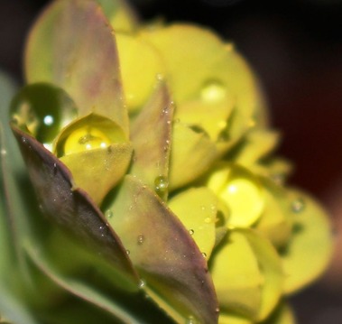  Night drops, 3-29-2017 060
