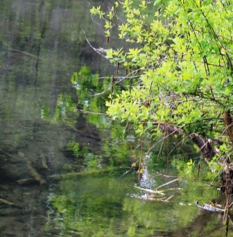110 web,  McCloud River, 5-24-2013 628