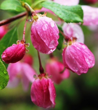 Dunsmuir garden, 4-28-2018 155