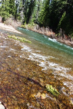 McCloud River 4-15-2017 115