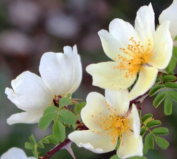Garden, 5-22-2017 056
