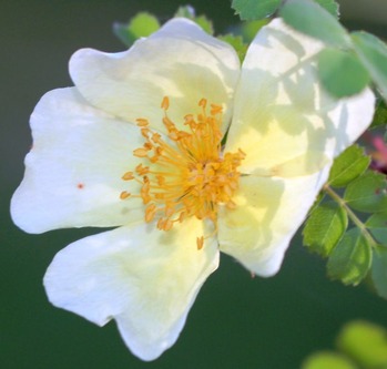 Garden, 5-22-2017 058