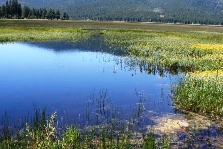 Grass Lake,  9 web, 7-21-'11 318